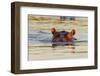 Hippopotamus in Water-Michele Westmorland-Framed Photographic Print