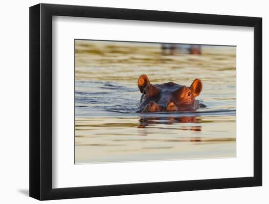 Hippopotamus in Water-Michele Westmorland-Framed Photographic Print