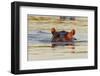 Hippopotamus in Water-Michele Westmorland-Framed Photographic Print