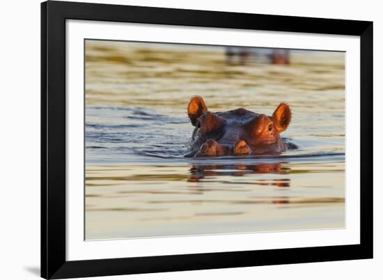 Hippopotamus in Water-Michele Westmorland-Framed Photographic Print