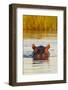 Hippopotamus in Water-Michele Westmorland-Framed Photographic Print