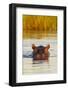 Hippopotamus in Water-Michele Westmorland-Framed Photographic Print