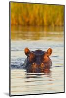 Hippopotamus in Water-Michele Westmorland-Mounted Photographic Print