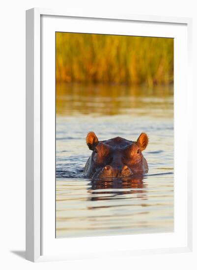 Hippopotamus in Water-Michele Westmorland-Framed Photographic Print