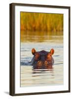 Hippopotamus in Water-Michele Westmorland-Framed Photographic Print