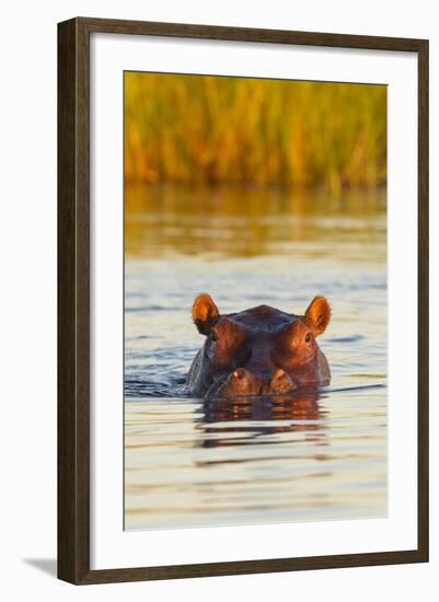 Hippopotamus in Water-Michele Westmorland-Framed Photographic Print