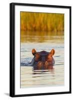 Hippopotamus in Water-Michele Westmorland-Framed Photographic Print