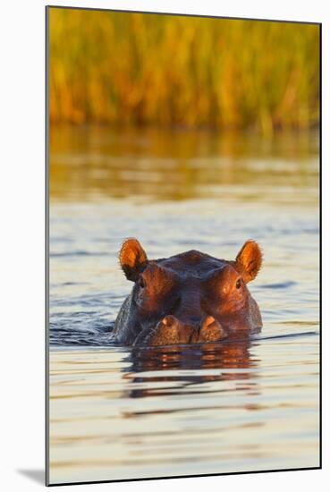 Hippopotamus in Water-Michele Westmorland-Mounted Photographic Print