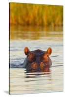 Hippopotamus in Water-Michele Westmorland-Stretched Canvas