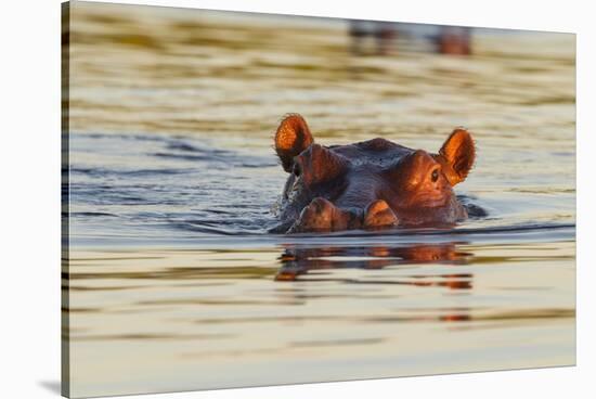 Hippopotamus in Water-Michele Westmorland-Stretched Canvas