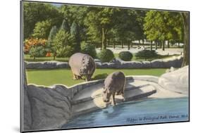 Hippopotamus in Zoo, Detroit, Michigan-null-Mounted Art Print