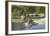 Hippopotamus in Zoo, Detroit, Michigan-null-Framed Art Print