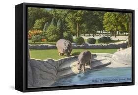 Hippopotamus in Zoo, Detroit, Michigan-null-Framed Stretched Canvas