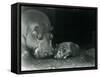 Hippopotamus Joan with Her Male Calf Jimmy at London Zoo in March 1927 (B/W Photo)-Frederick William Bond-Framed Stretched Canvas