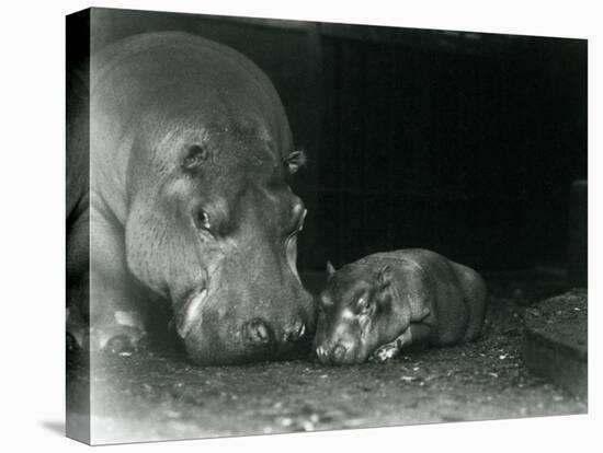 Hippopotamus Joan with Her Male Calf Jimmy at London Zoo in March 1927 (B/W Photo)-Frederick William Bond-Stretched Canvas