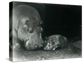 Hippopotamus Joan with Her Male Calf Jimmy at London Zoo in March 1927 (B/W Photo)-Frederick William Bond-Stretched Canvas