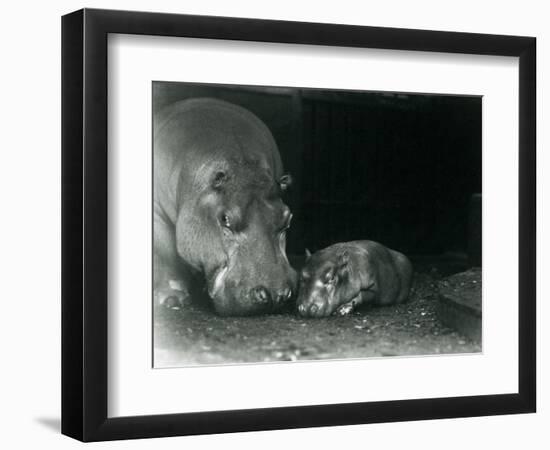 Hippopotamus Joan with Her Male Calf Jimmy at London Zoo in March 1927 (B/W Photo)-Frederick William Bond-Framed Giclee Print