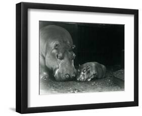 Hippopotamus Joan with Her Male Calf Jimmy at London Zoo in March 1927 (B/W Photo)-Frederick William Bond-Framed Giclee Print
