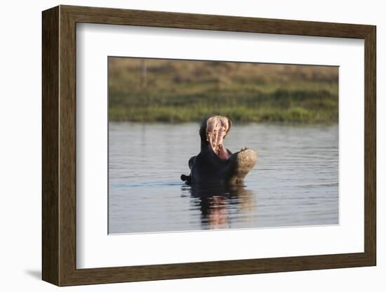 Hippopotamus, Khwai Concession, Okavango Delta, Botswana-Sergio Pitamitz-Framed Photographic Print