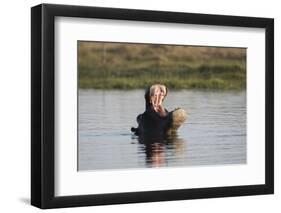 Hippopotamus, Khwai Concession, Okavango Delta, Botswana-Sergio Pitamitz-Framed Photographic Print