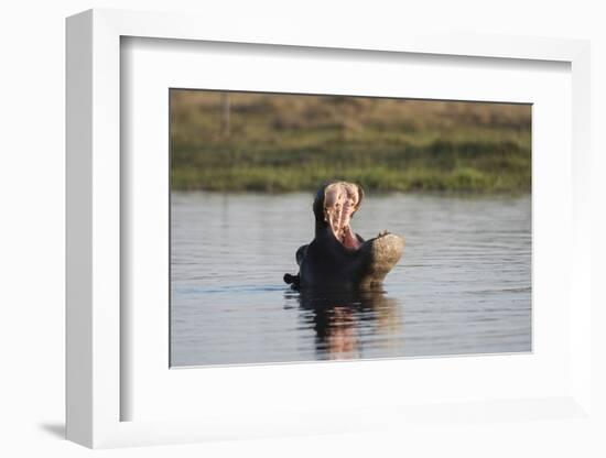 Hippopotamus, Khwai Concession, Okavango Delta, Botswana-Sergio Pitamitz-Framed Photographic Print