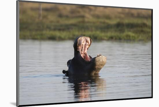 Hippopotamus, Khwai Concession, Okavango Delta, Botswana-Sergio Pitamitz-Mounted Photographic Print