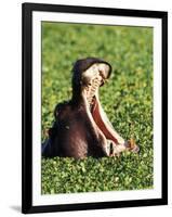 Hippopotamus making a threat display, Masai Mara Game Reserve, Kenya-Adam Jones-Framed Premium Photographic Print