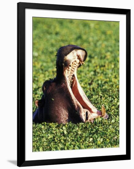 Hippopotamus making a threat display, Masai Mara Game Reserve, Kenya-Adam Jones-Framed Premium Photographic Print