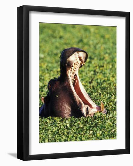 Hippopotamus making a threat display, Masai Mara Game Reserve, Kenya-Adam Jones-Framed Photographic Print