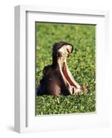 Hippopotamus making a threat display, Masai Mara Game Reserve, Kenya-Adam Jones-Framed Photographic Print