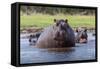 Hippopotamus, Okavango Delta, Botswana, Africa-Angelo Cavalli-Framed Stretched Canvas