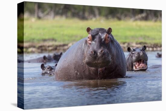 Hippopotamus, Okavango Delta, Botswana, Africa-Angelo Cavalli-Stretched Canvas