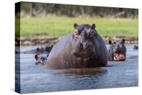 Hippopotamus, Okavango Delta, Botswana, Africa-Angelo Cavalli-Stretched Canvas