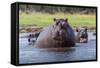 Hippopotamus, Okavango Delta, Botswana, Africa-Angelo Cavalli-Framed Stretched Canvas