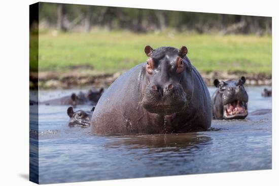 Hippopotamus, Okavango Delta, Botswana, Africa-Angelo Cavalli-Stretched Canvas