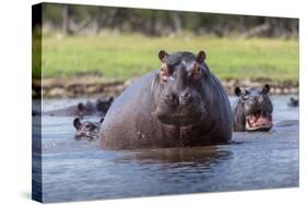 Hippopotamus, Okavango Delta, Botswana, Africa-Angelo Cavalli-Stretched Canvas