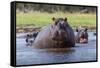 Hippopotamus, Okavango Delta, Botswana, Africa-Angelo Cavalli-Framed Stretched Canvas