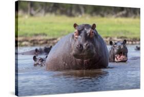 Hippopotamus, Okavango Delta, Botswana, Africa-Angelo Cavalli-Stretched Canvas