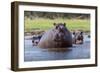 Hippopotamus, Okavango Delta, Botswana, Africa-Angelo Cavalli-Framed Photographic Print