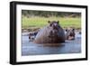 Hippopotamus, Okavango Delta, Botswana, Africa-Angelo Cavalli-Framed Photographic Print