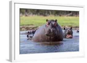 Hippopotamus, Okavango Delta, Botswana, Africa-Angelo Cavalli-Framed Photographic Print