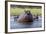 Hippopotamus, Okavango Delta, Botswana, Africa-Angelo Cavalli-Framed Photographic Print