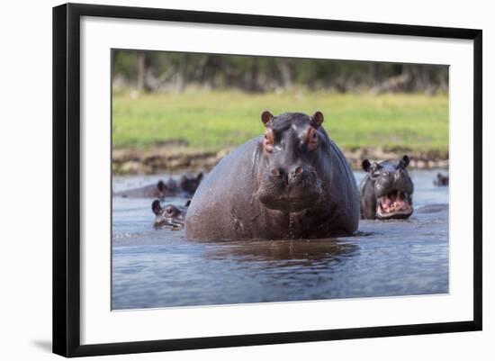 Hippopotamus, Okavango Delta, Botswana, Africa-Angelo Cavalli-Framed Photographic Print