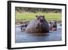 Hippopotamus, Okavango Delta, Botswana, Africa-Angelo Cavalli-Framed Photographic Print