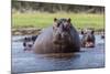 Hippopotamus, Okavango Delta, Botswana, Africa-Angelo Cavalli-Mounted Photographic Print