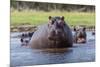 Hippopotamus, Okavango Delta, Botswana, Africa-Angelo Cavalli-Mounted Photographic Print