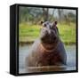 Hippopotamus, Okavango Delta, Botswana, Africa-Angelo Cavalli-Framed Stretched Canvas