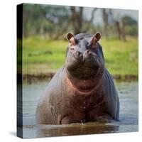 Hippopotamus, Okavango Delta, Botswana, Africa-Angelo Cavalli-Stretched Canvas