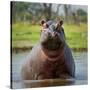 Hippopotamus, Okavango Delta, Botswana, Africa-Angelo Cavalli-Stretched Canvas