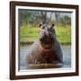 Hippopotamus, Okavango Delta, Botswana, Africa-Angelo Cavalli-Framed Premium Photographic Print